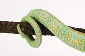 Tail of a Yemen chameleon in studio