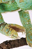 Paw of a Yemen chameleon in studio