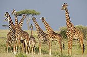 Masai Giraffes in the savannah Masai Mara Reserve Kenya