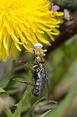 Male Crab Spider catching a Flesh Fly on a Dandelion