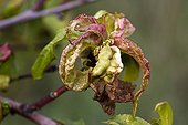 Leaf curl Provence France 