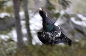 Capercaille male parade Kainuu Finland