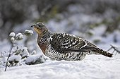 Capercaille female on snow Kainuu Finland