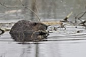 European Beaver gnawing a branch Kainuu Finland ;  