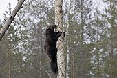 Wolverine climning on trunk Kuhmo Kainuu Finland