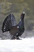 Western Capercaille male parade Kainuu Finland