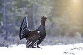 Western Capercaille male parade Kainuu Finland