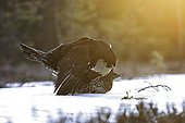 Western Capercailles mating Kainuu Finland