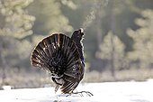 Capercaille male parade Kainuu Finland