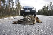 Capercaille female killed by car Kainuu Finland