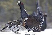 Capercaille male parade and female Kainuu Finland