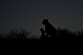 Silhouette of a Leopard with its young Kalahari South Africa