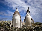 Courtship behaviour of Magellanic penguins Patagonia