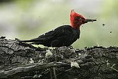 Male Magellanic woodpecker looking for food on a trunk