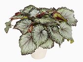 Begonia 'Rex' in studio