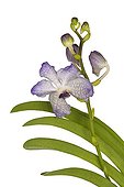 Vanda orchid in bloom in studio