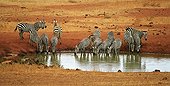 Burchell's Zebras at the water point Tsavo West Kenya 