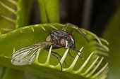 Fly trapped in a carnivorous plant France