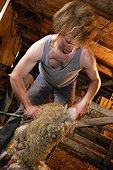 Mowing a Sheep in a sheepfold Auvergne France