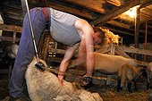 Mowing a Sheep in a sheepfold Auvergne France