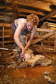 Mowing a Sheep in a sheepfold Auvergne France