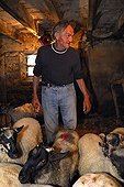 Berger preparing to mow his Sheeps Auvergne France