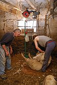 Mowing a Sheep in a sheepfold Auvergne France