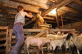 Mowed Sheeps and storage of wool Auvergne France
