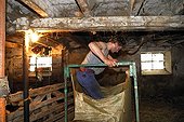 Compressing wool in a large bag  Auvergne France