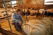Packing wool in a large bag  Auvergne France