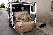 Loading bags of wool in a truck  Auvergne France