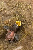 Fledgling with the beak open in a nest
