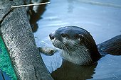 African Clawless Otter Namibia