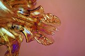 Rostrum of American dog tick under microscope ; Lighting in polarized light with blade compensatory gypsum, magnification x 100