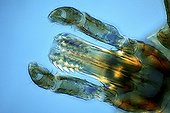 Rostrum of Lone star tick under microscope ; Lighting in polarized light with blade compensatory gypsum, magnification x 100