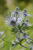 Sea holly Vanoise Mountain range Alps France