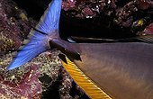 Close-up of Bluespine unicornfish tail in the Red Sea Egypt