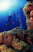 Magnificent sea anemone colony and diver Red Sea Egypt