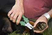 Beauceron getting claws cut