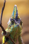 Portrait of a Chameleon male