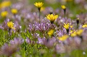 Alps Clover France