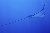 Spotted eagle ray swimming in the Red Sea Egypt