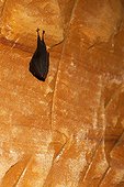 Lesser horseshoe bat hibernating in an old ochre career