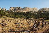 Vineyard and Aleppo pines near Dentelles de Montmirail