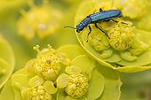 Red checkered beetle on an euphorbia flower Luberon France