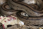 Ladder snake coiled up Vaucluse France