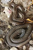 Ladder snake Montpellier snake and coiled up France