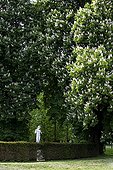 Stone statue under Bush's Chestnuts blooming Bourgogne