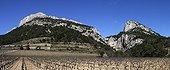 Vineyard of the Dentelles de Montmirail Vaucluse France ; pan from the assembly of several raw