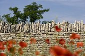 Coquelicots devant un mur de pierres sèches Provence